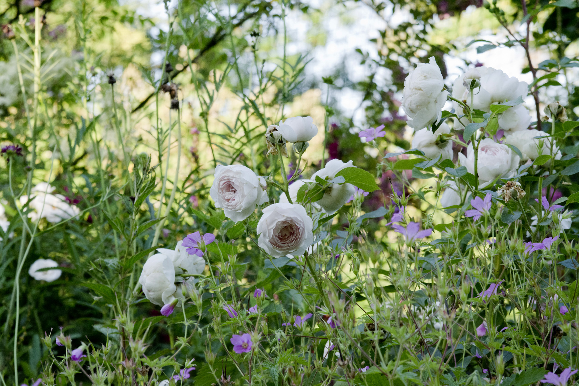 Elke Pilmaier Gartengestaltung