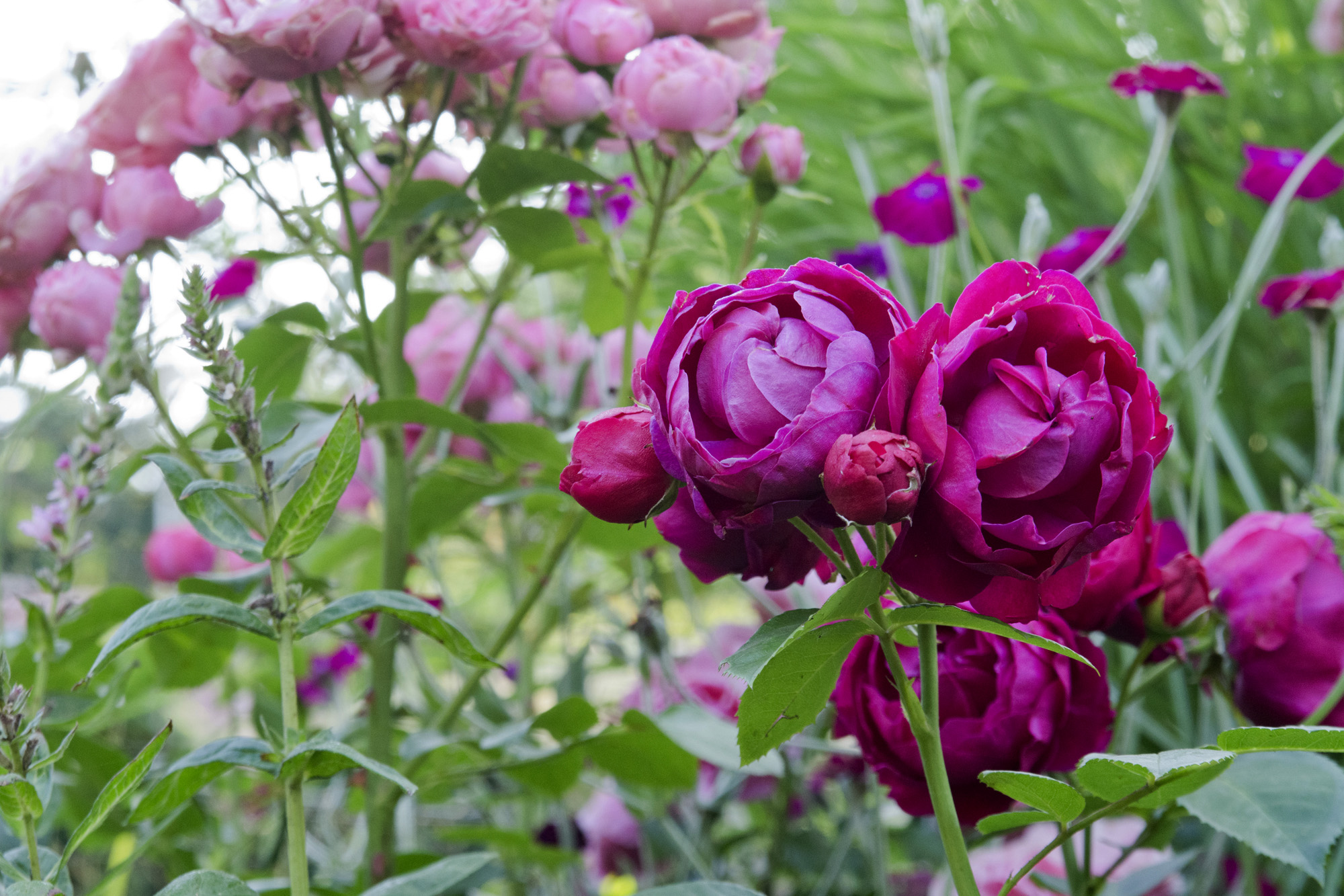 Elke Pilmaier Gartengestaltung