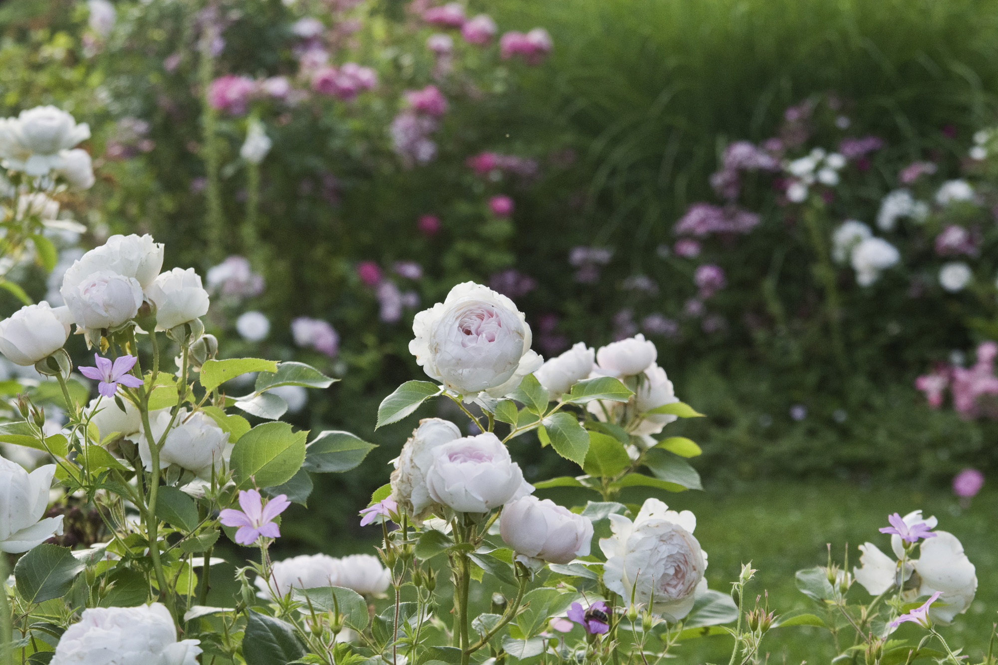 Elke Pilmaier Gartengestaltung