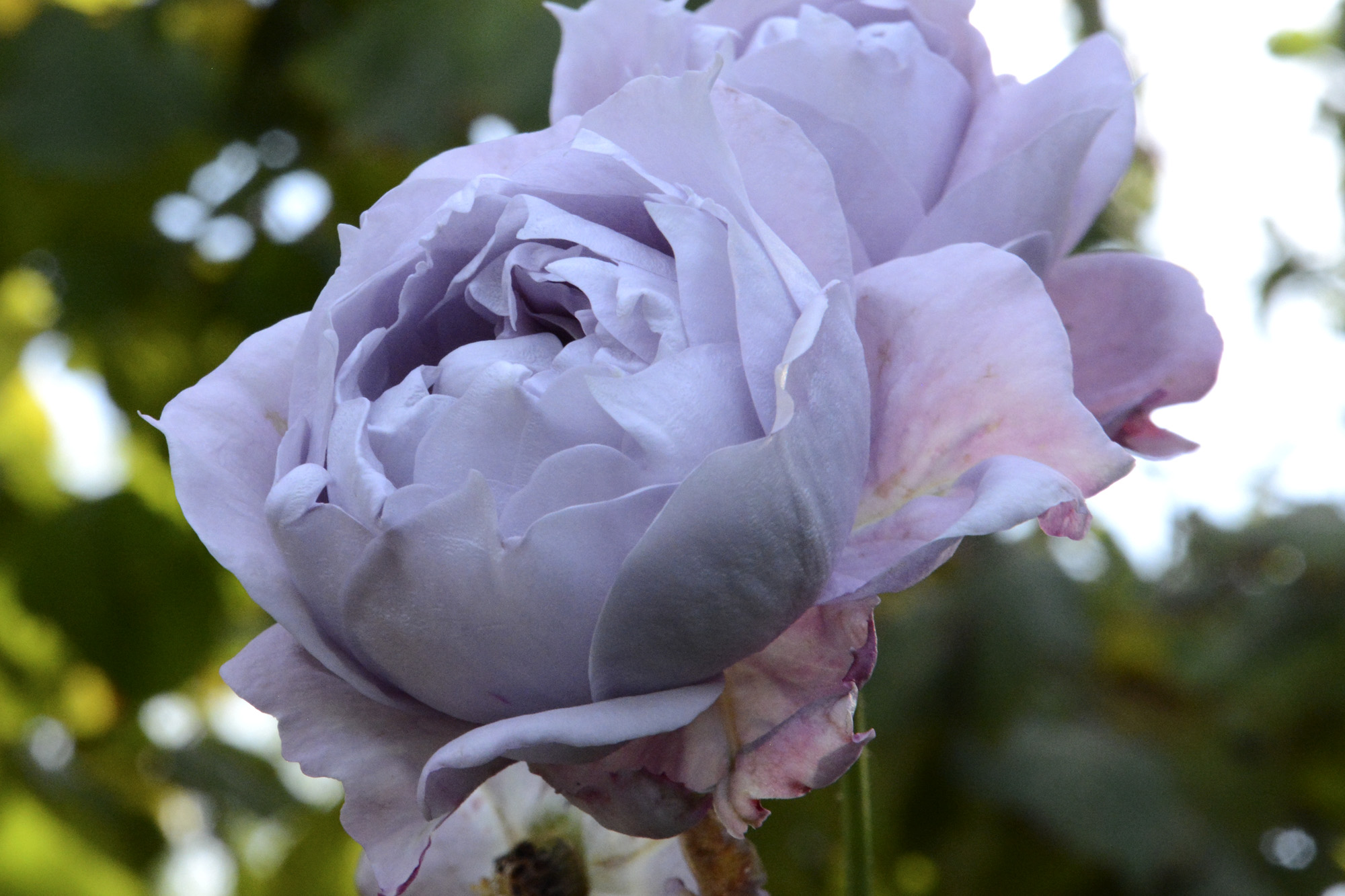 Elke Pilmaier Gartengestaltung