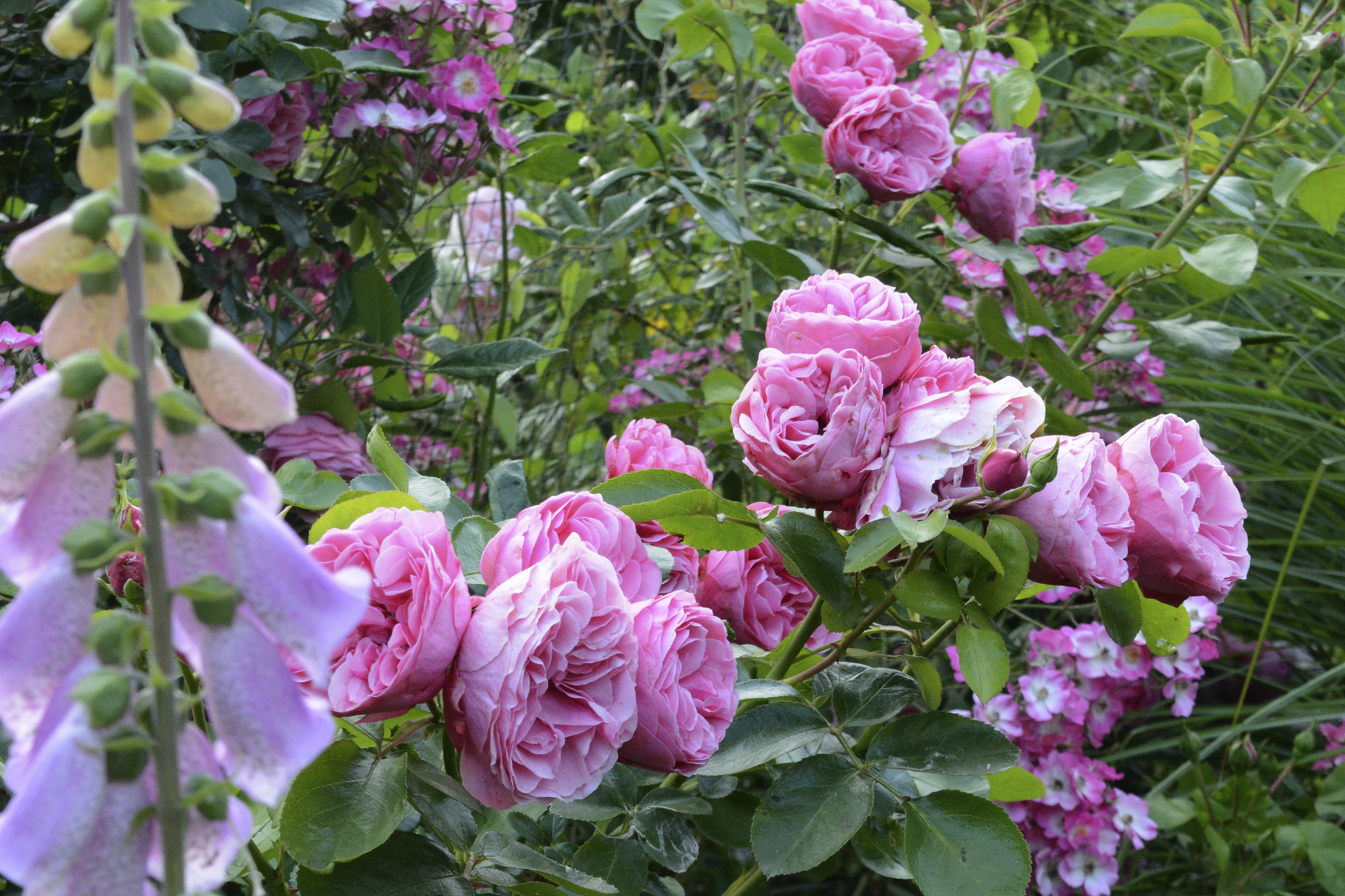 Elke Pilmaier Gartengestaltung