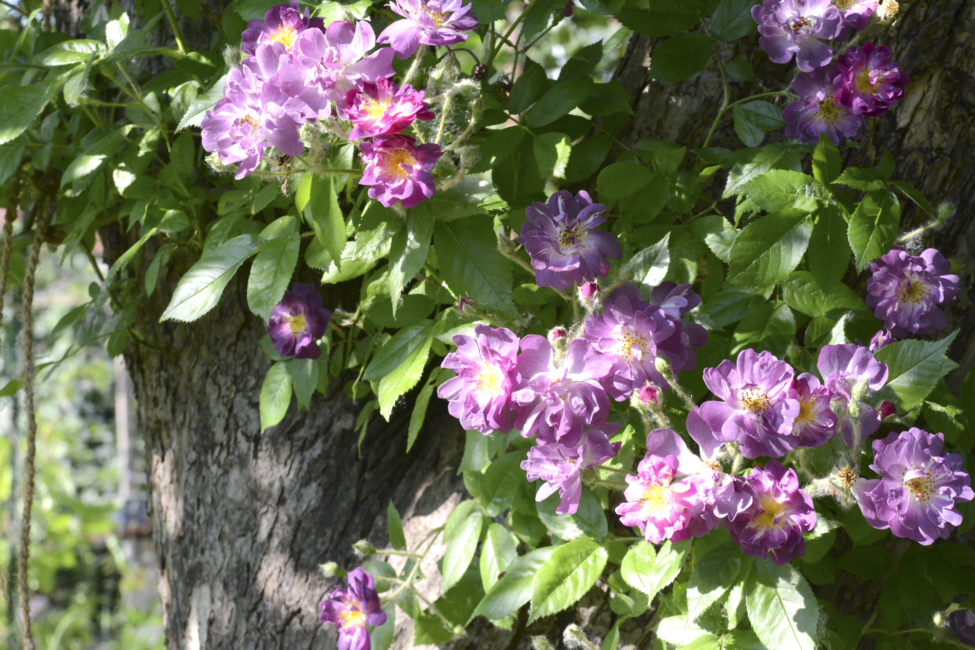 Elke Pilmaier Gartengestaltung