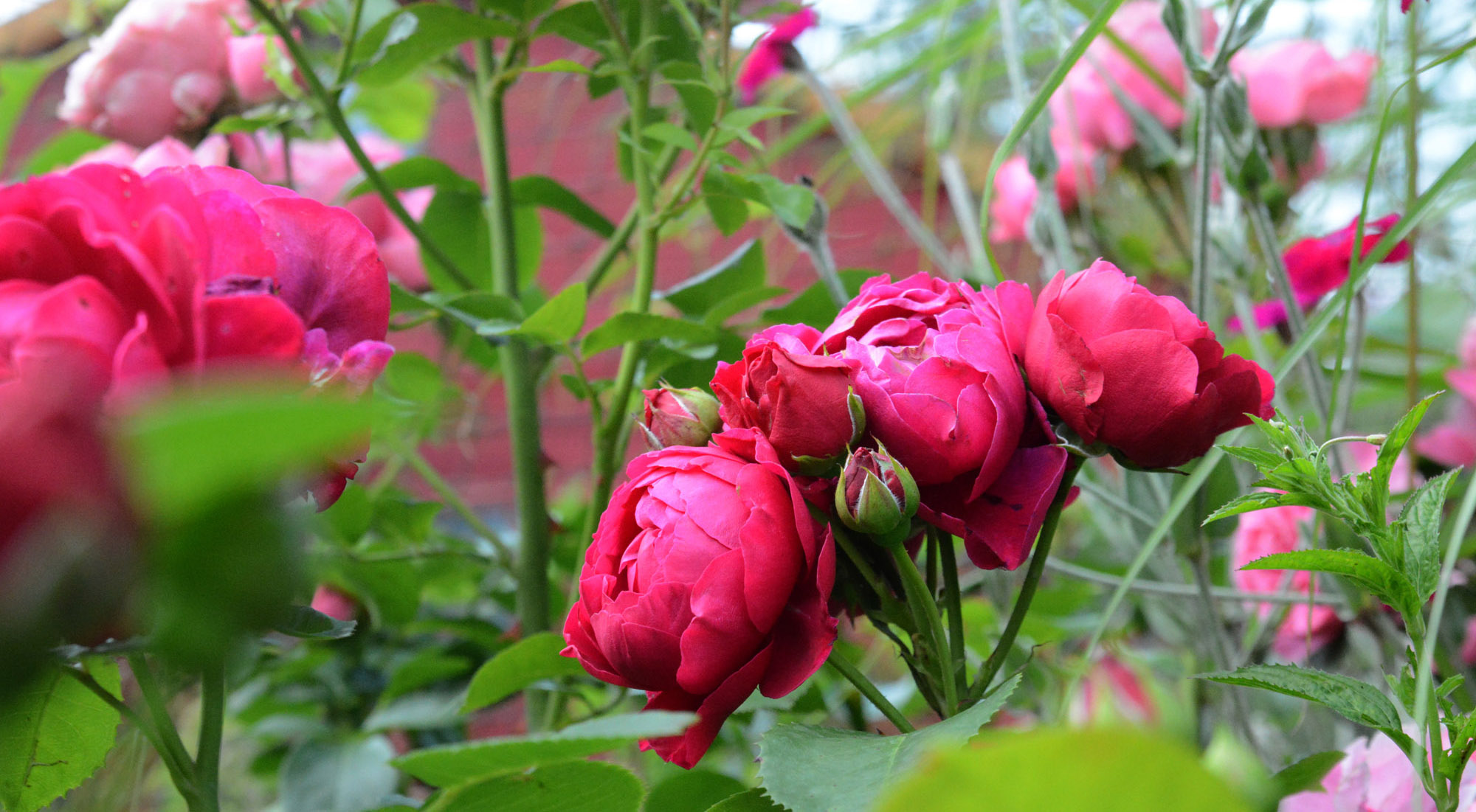 Elke Pilmaier Gartengestaltung