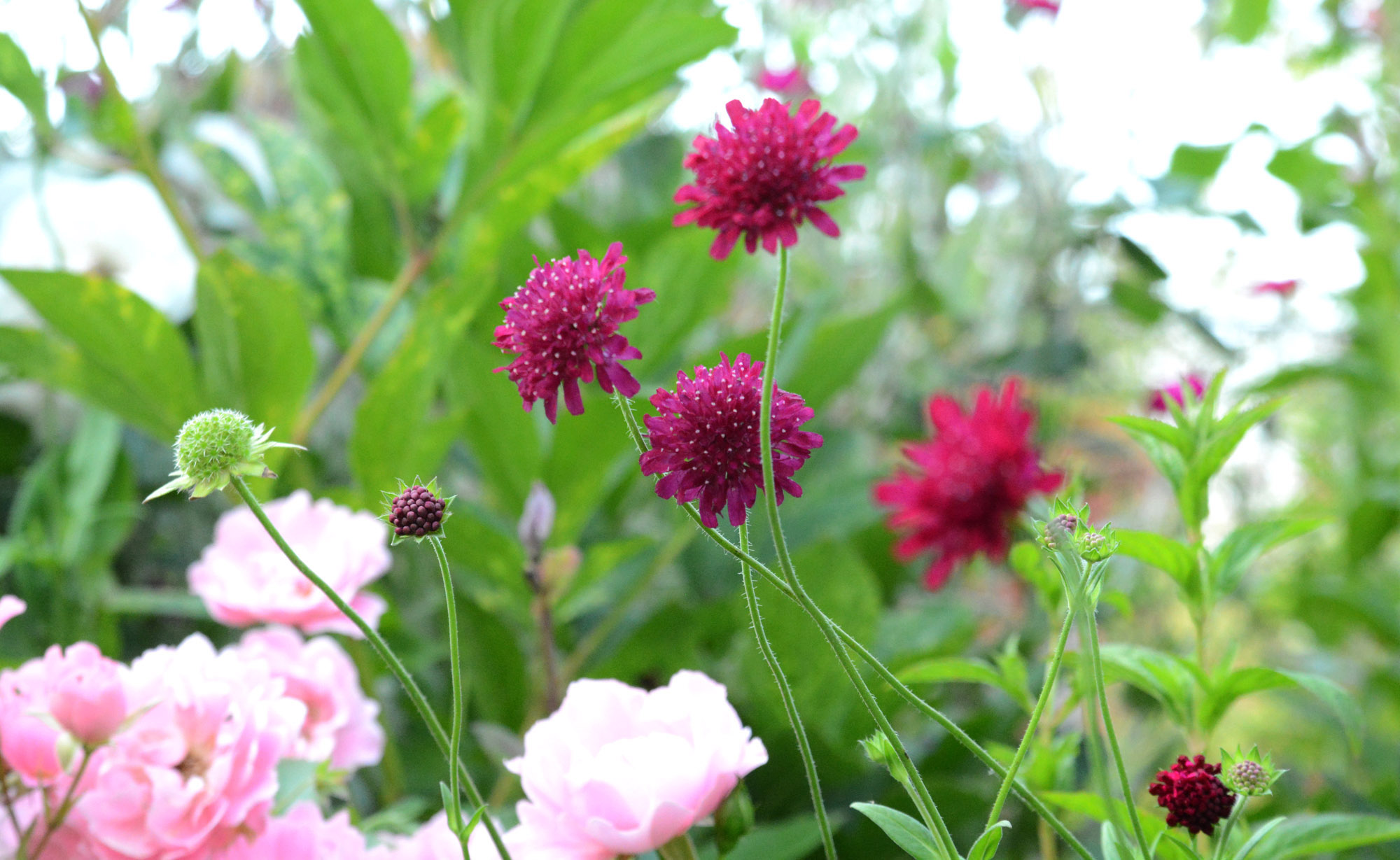 Elke Pilmaier Gartengestaltung