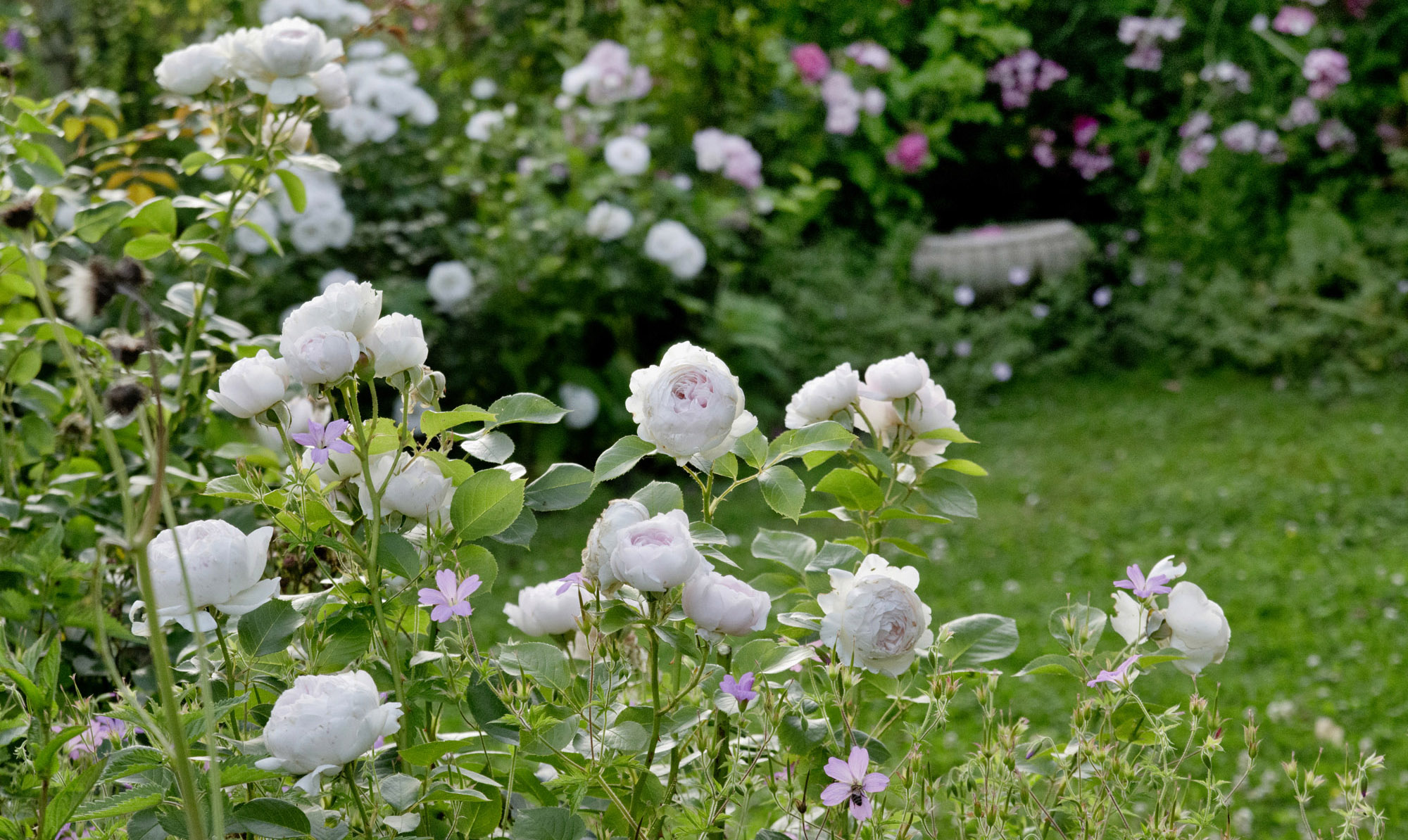 Elke Pilmaier Gartengestaltung