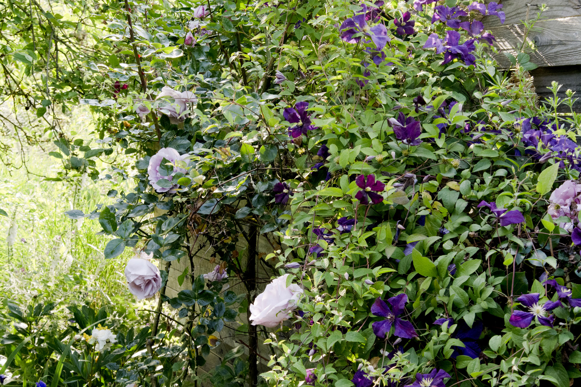 Elke Pilmaier Gartengestaltung