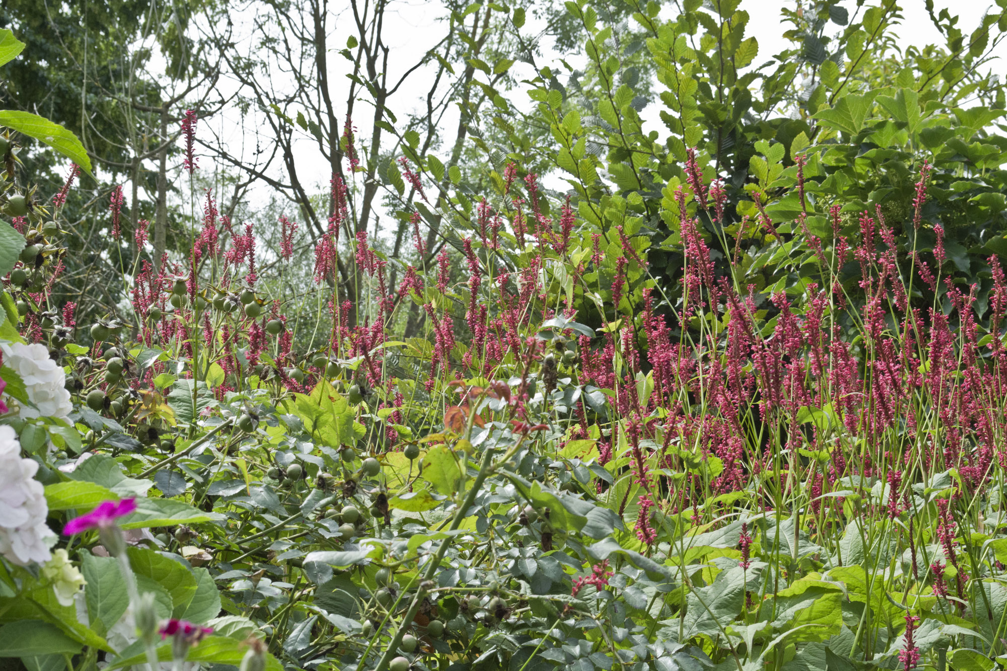 Elke Pilmaier Gartengestaltung