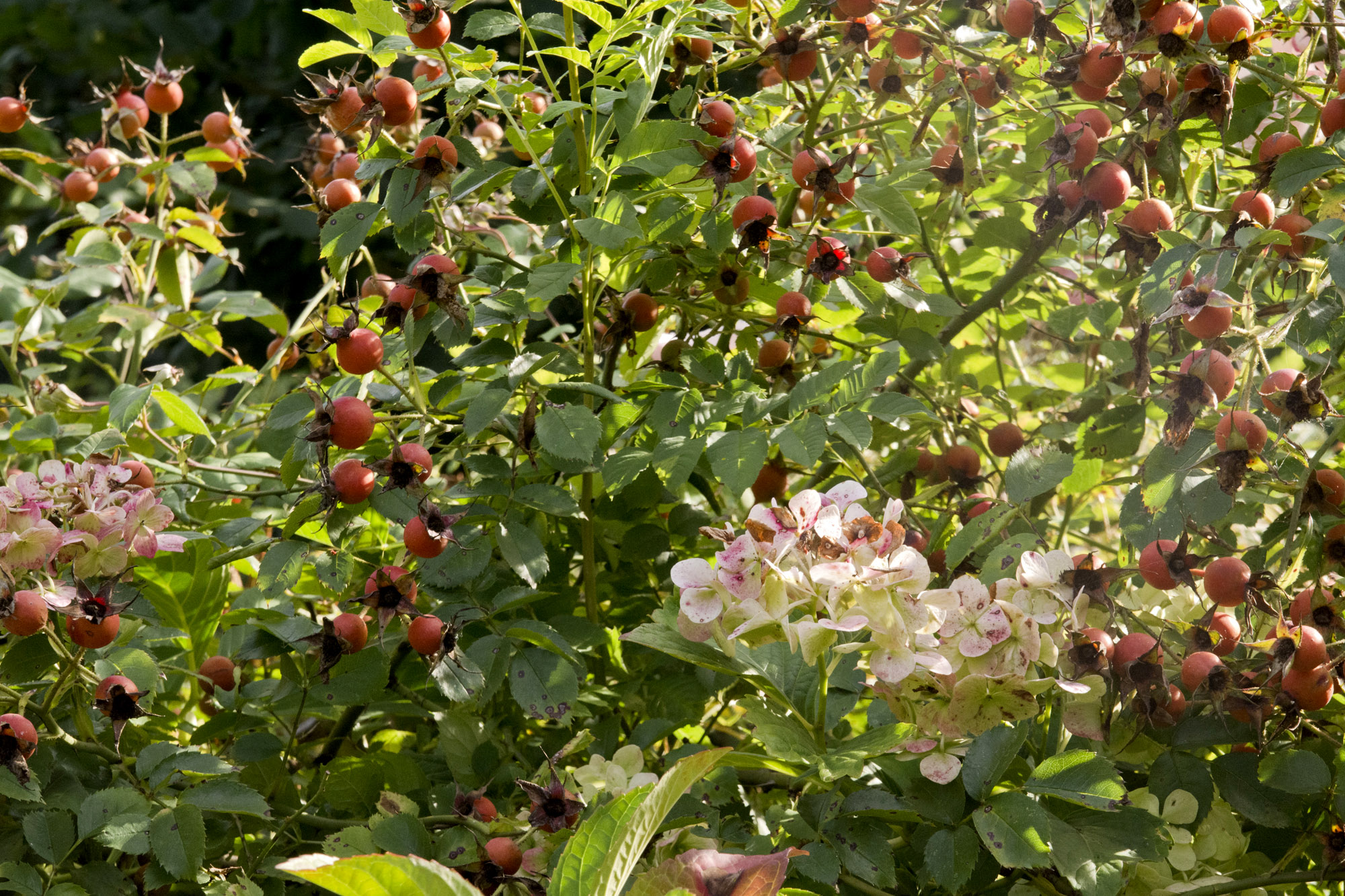 Elke Pilmaier Gartengestaltung