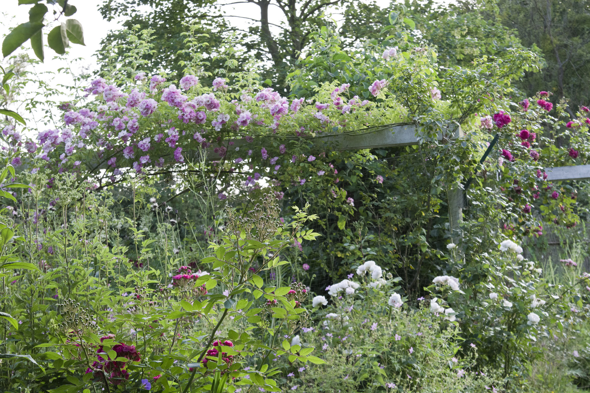 Elke Pilmaier Gartengestaltung