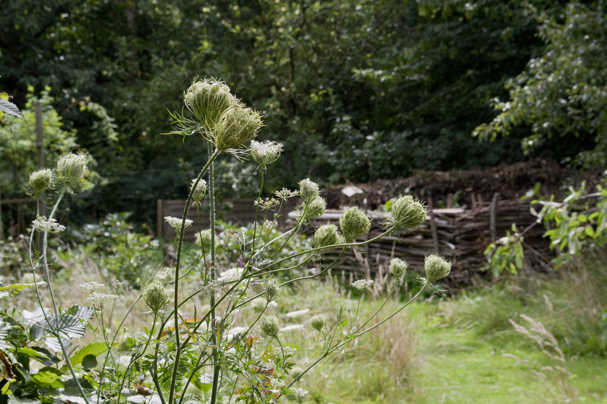 Elke Pilmaier Gartengestaltung