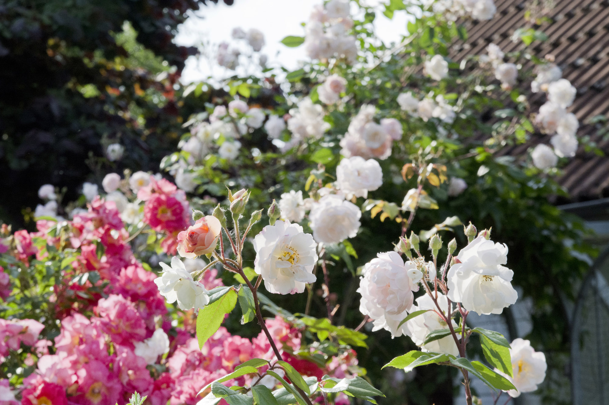 Elke Pilmaier Gartengestaltung