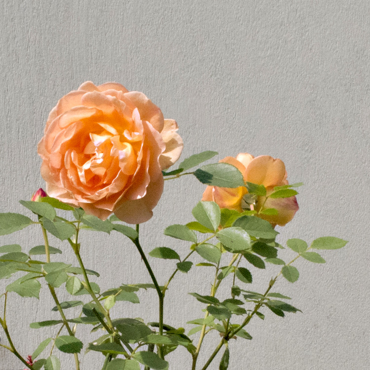 Elke Pilmaier Gartengestaltung