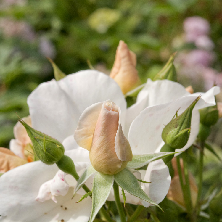 Elke Pilmaier Gartengestaltung