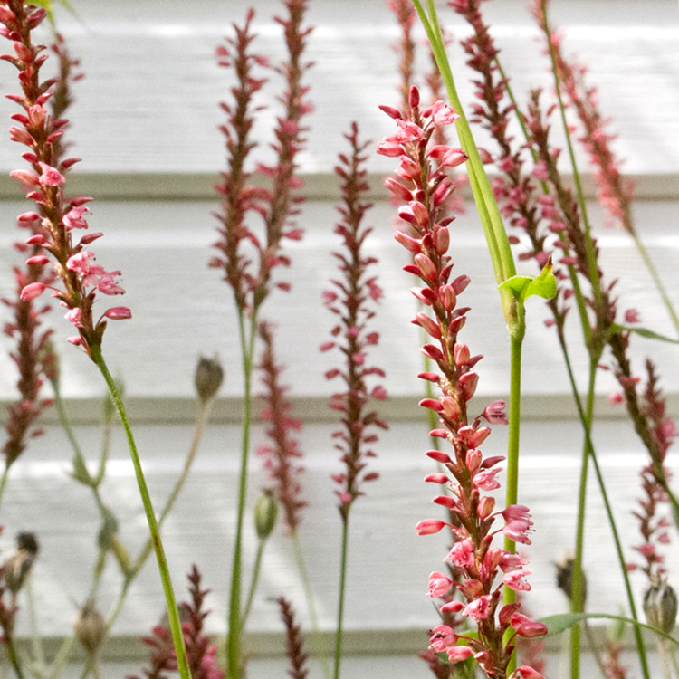 Elke Pilmaier Gartengestaltung