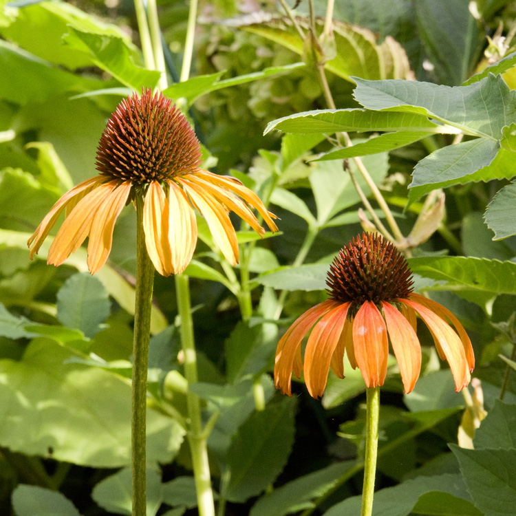 Elke Pilmaier Gartengestaltung
