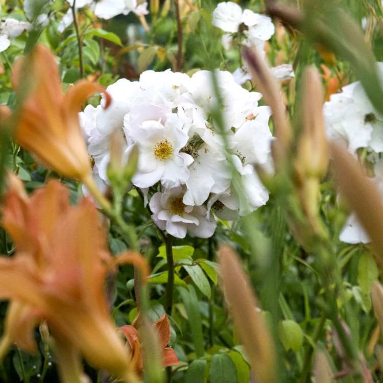 Elke Pilmaier Gartengestaltung