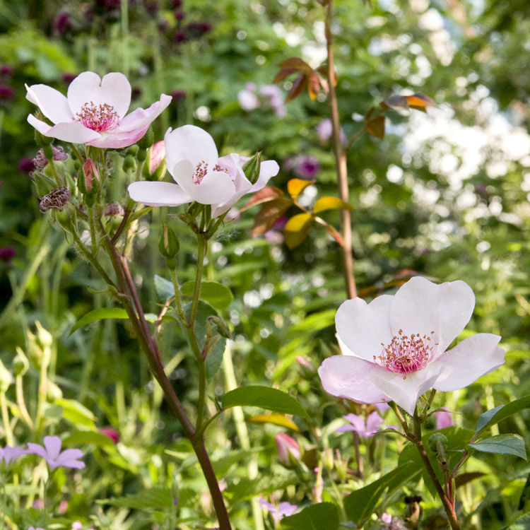 Elke Pilmaier Gartengestaltung