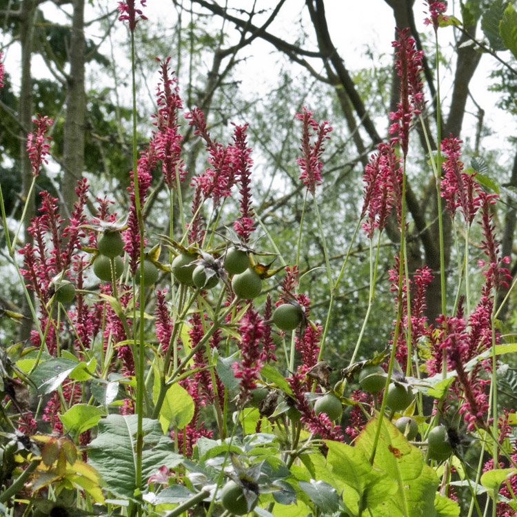 Elke Pilmaier Gartengestaltung