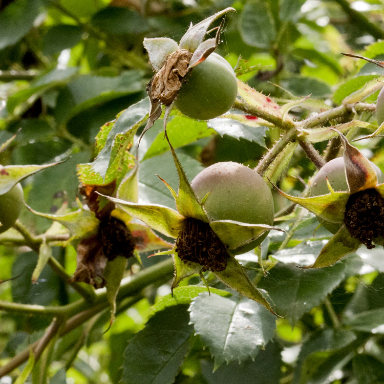 Elke Pilmaier Gartengestaltung