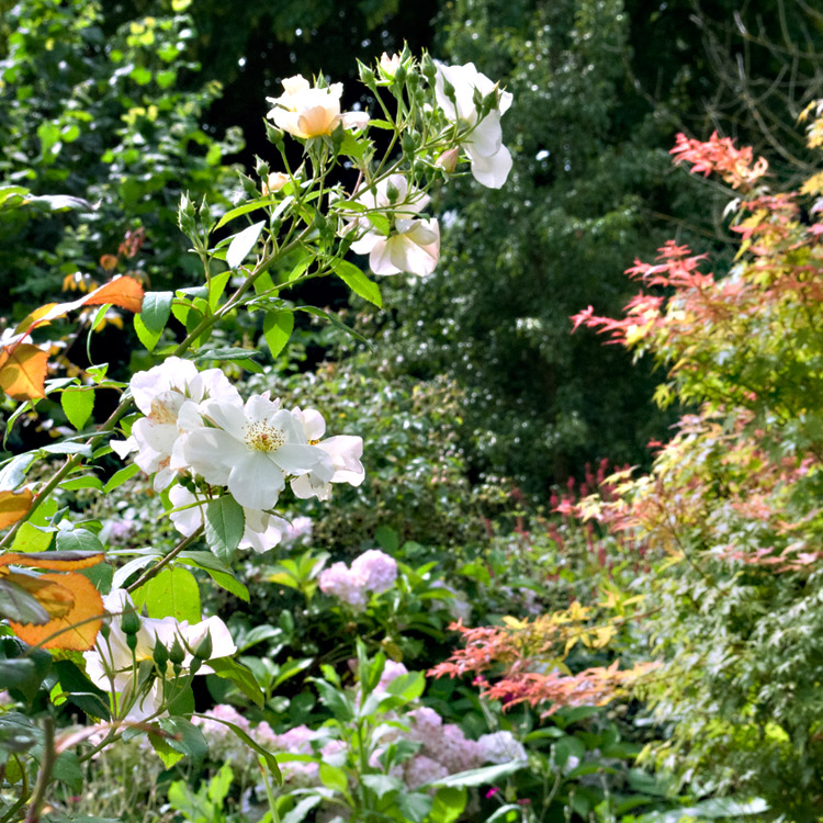 Elke Pilmaier Gartengestaltung
