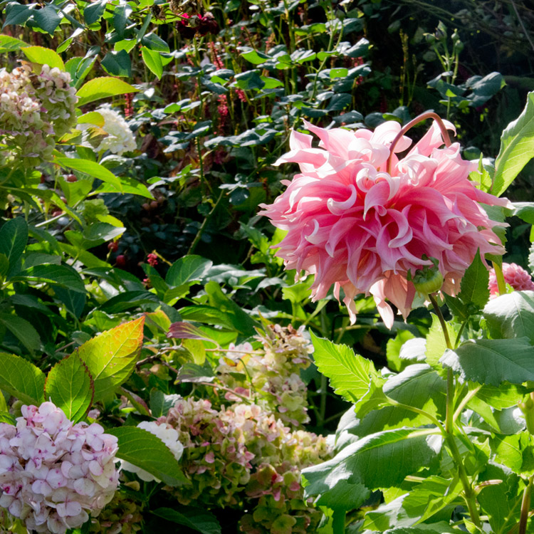 Elke Pilmaier Gartengestaltung