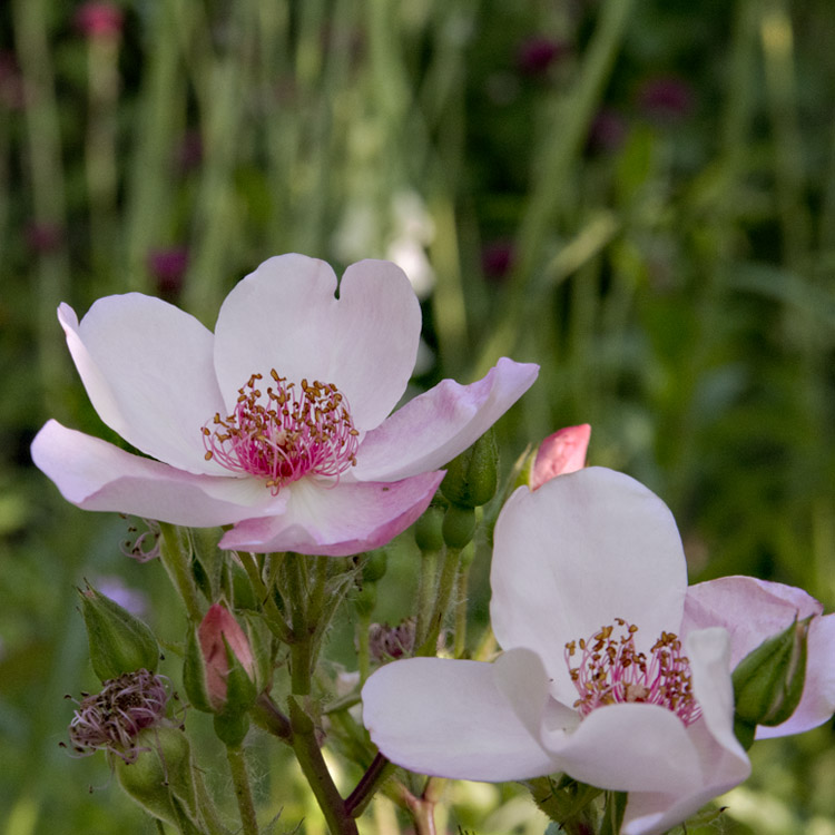 Elke Pilmaier Gartengestaltung