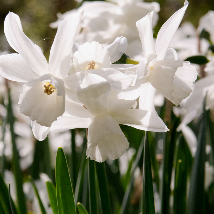 Elke Pilmaier Gartengestaltung