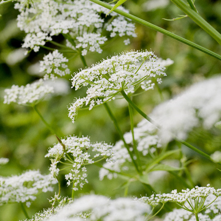 Elke Pilmaier Gartengestaltung