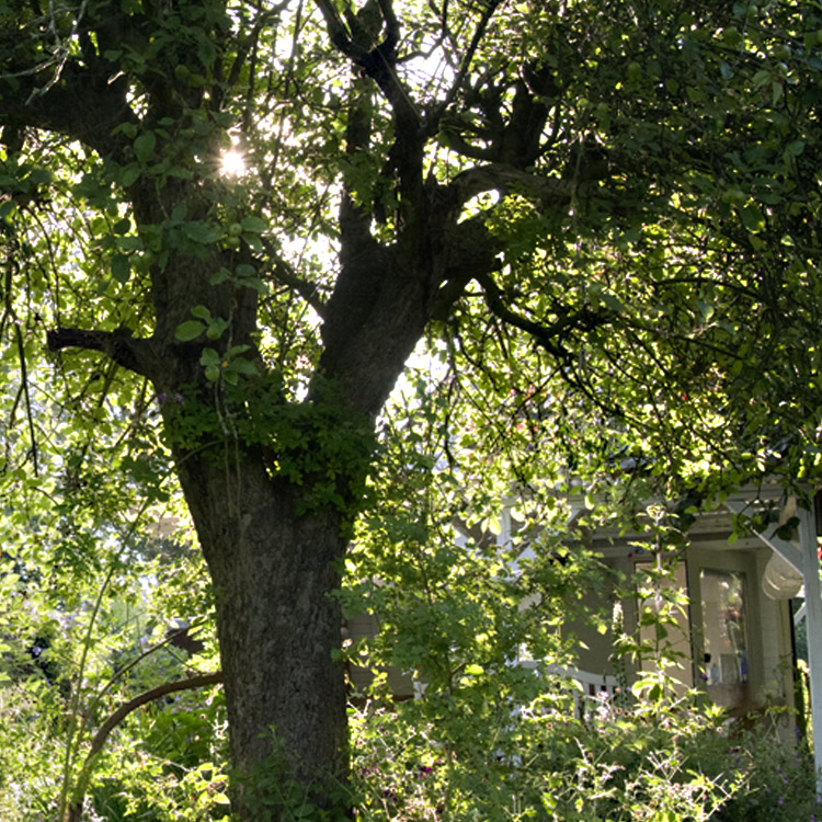 Elke Pilmaier Gartengestaltung