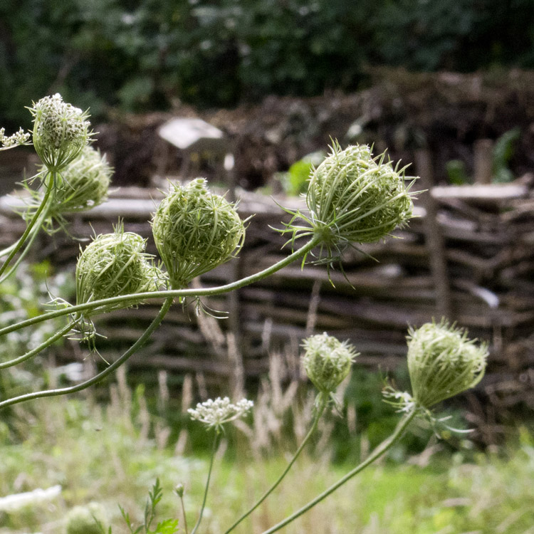 Elke Pilmaier Gartengestaltung