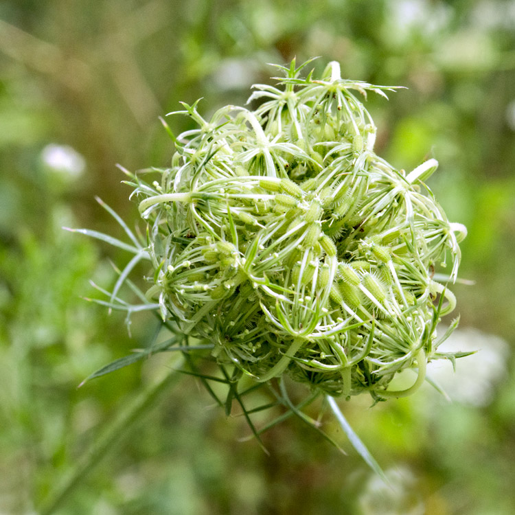 Elke Pilmaier Gartengestaltung
