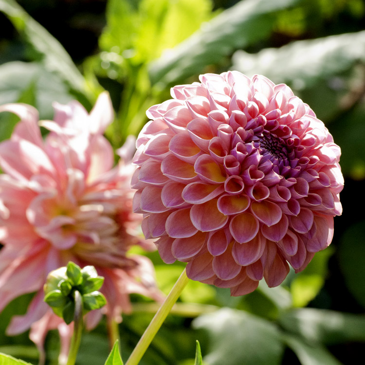 Elke Pilmaier Gartengestaltung