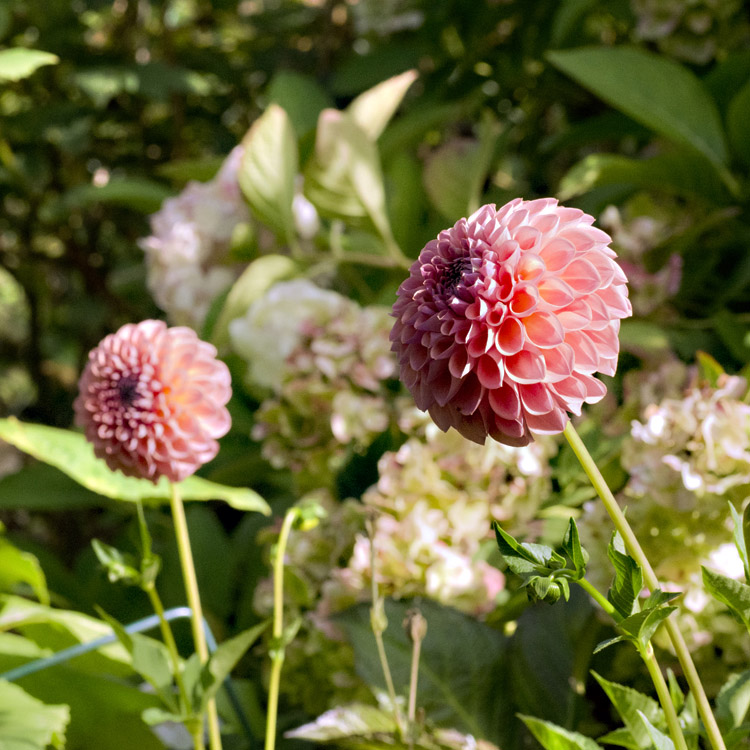 Elke Pilmaier Gartengestaltung