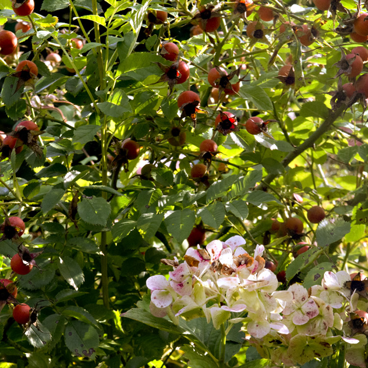Elke Pilmaier Gartengestaltung
