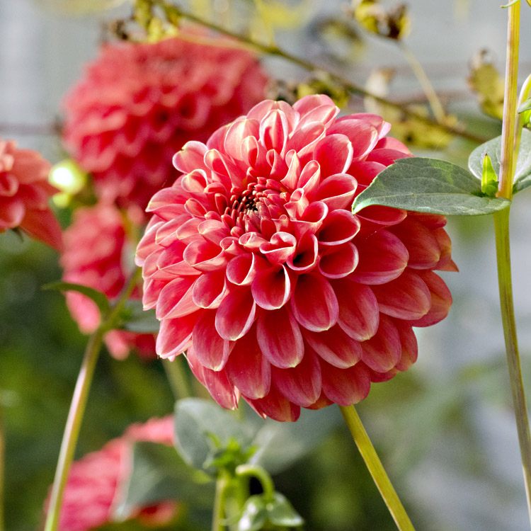 Elke Pilmaier Gartengestaltung
