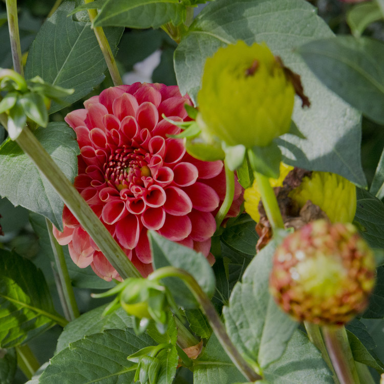Elke Pilmaier Gartengestaltung