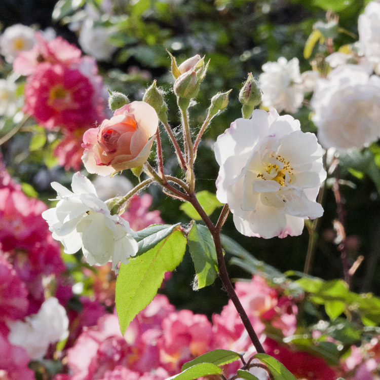 Elke Pilmaier Gartengestaltung