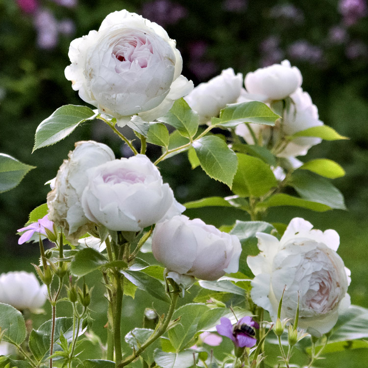 Elke Pilmaier Gartengestaltung