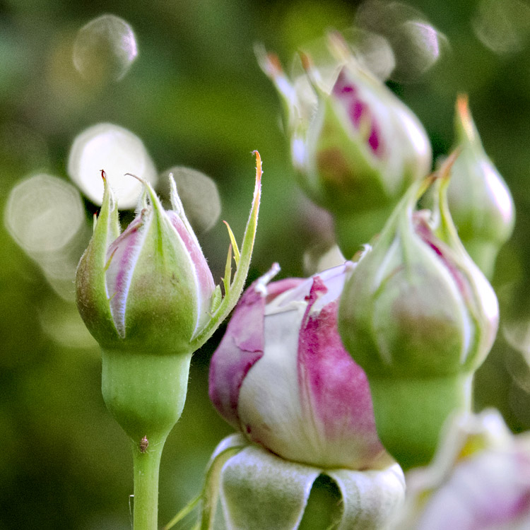 Elke Pilmaier Gartengestaltung