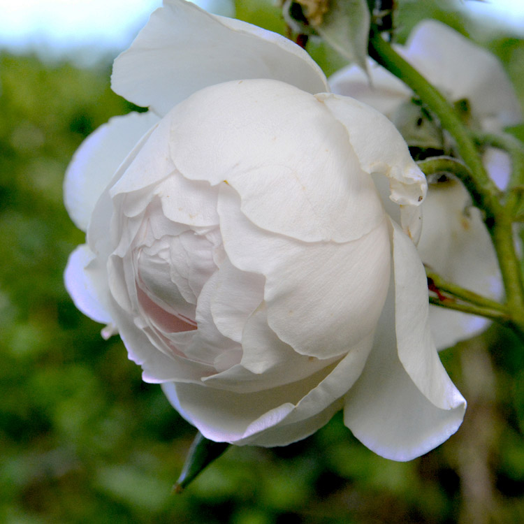 Elke Pilmaier Gartengestaltung