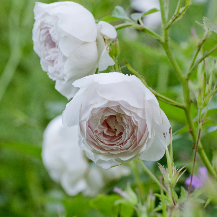 Elke Pilmaier Gartengestaltung