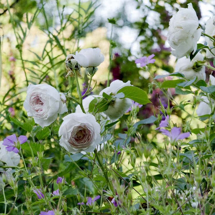 Elke Pilmaier Gartengestaltung