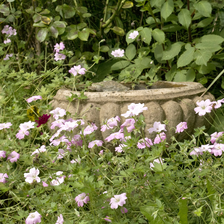Elke Pilmaier Gartengestaltung