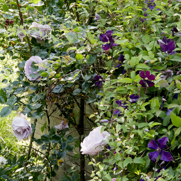 Elke Pilmaier Gartengestaltung