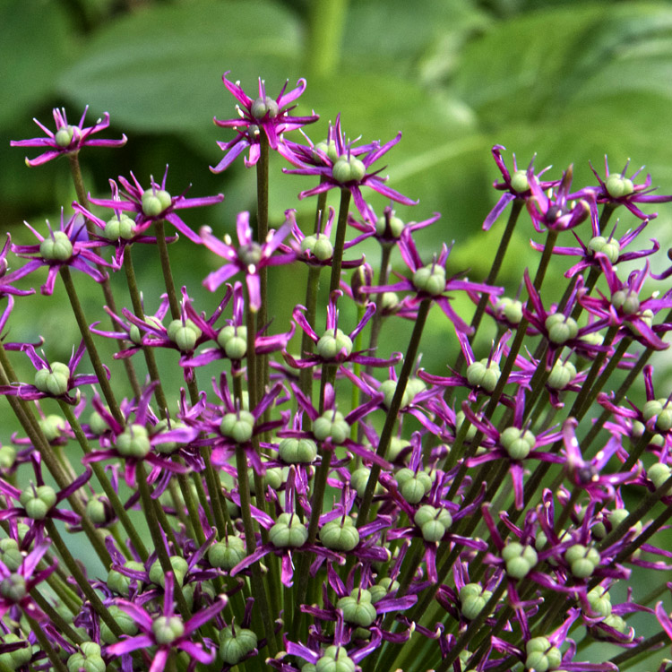 Elke Pilmaier Gartengestaltung