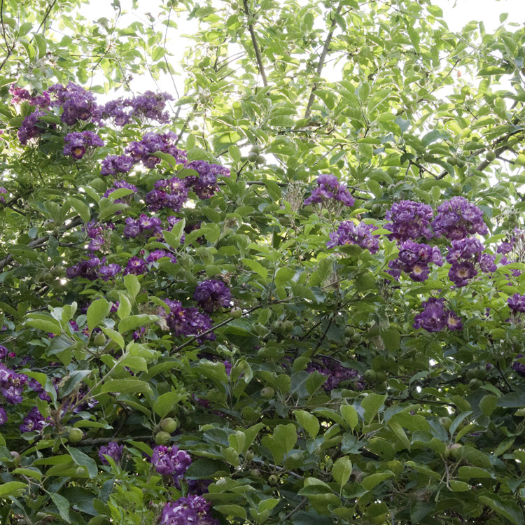 Elke Pilmaier Gartengestaltung
