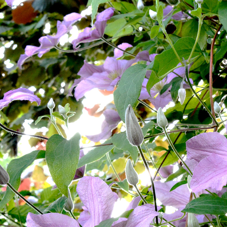 Elke Pilmaier Gartengestaltung