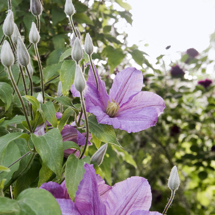 Elke Pilmaier Gartengestaltung