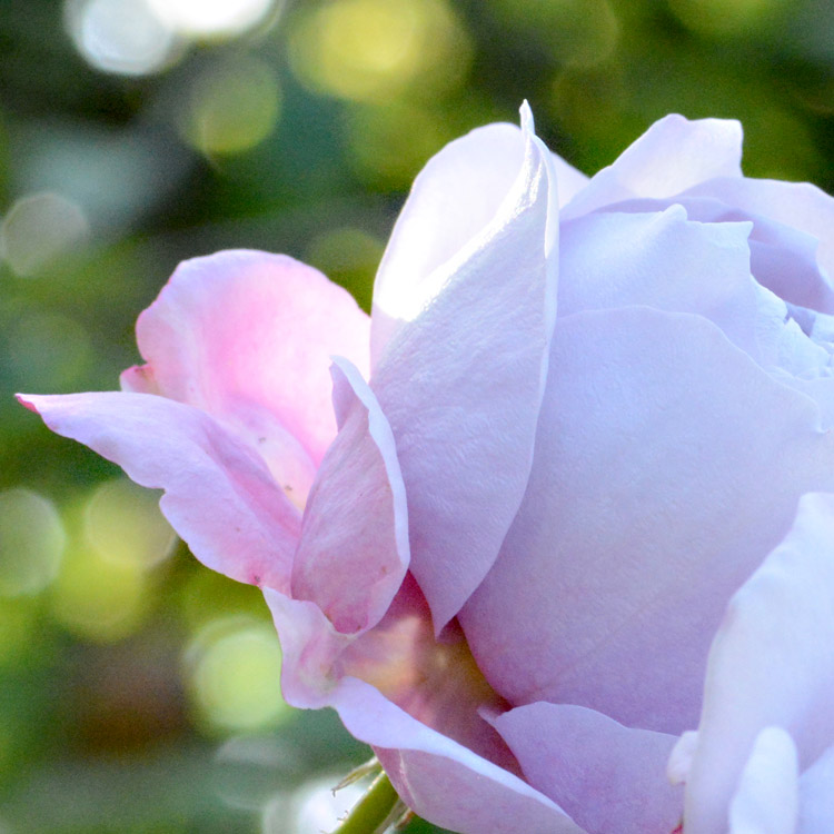 Elke Pilmaier Gartengestaltung