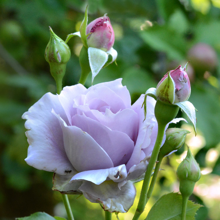 Elke Pilmaier Gartengestaltung